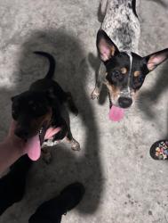 Found/Stray Male Dog last seen Haven at Harrington Trails, Splendora, TX 77372