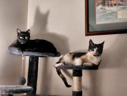 Lost Female Cat last seen 1st and nw linneman ave - Centennial district, Gresham, OR 97030