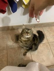 Lost Female Cat last seen Near NW Battaglia Ave Gresham, OR 97030 United States, Gresham, OR 97030