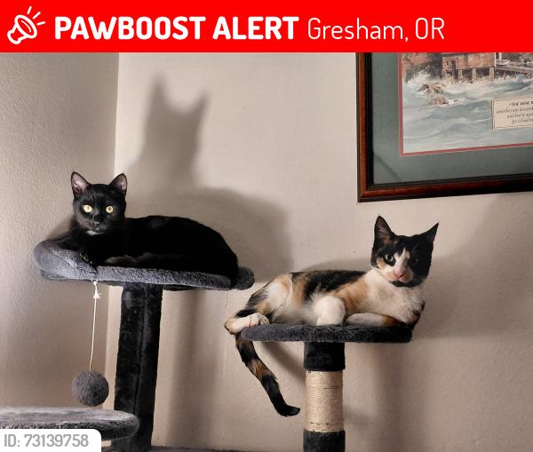Lost Female Cat last seen 1st and nw linneman ave - Centennial district, Gresham, OR 97030