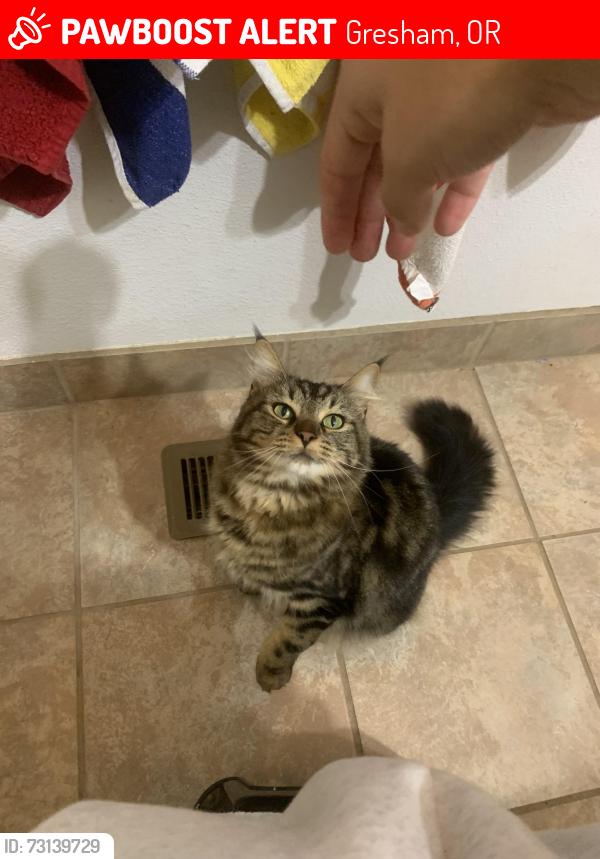 Lost Female Cat last seen Near NW Battaglia Ave Gresham, OR 97030 United States, Gresham, OR 97030