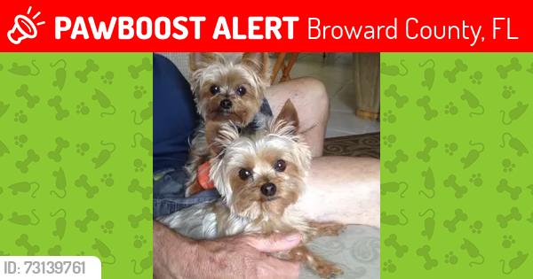 Lost Male Dog last seen broward FL, Broward County, FL 33323