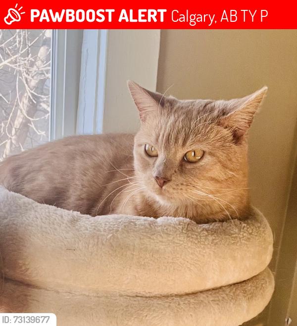 Lost Male Cat last seen Millrise, Calgary, AB T2Y 2P5