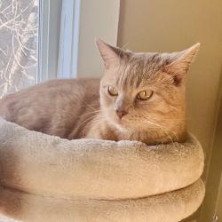Lost Male Cat last seen Millrise, Calgary, AB T2Y 2P5