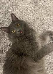 Reunited Male Cat last seen Normandy Oaks Park, Royal Oak, MI 48073