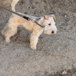 Lost Male Dog last seen Green acres cementary, Bloomington, CA 92316