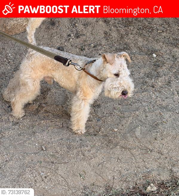 Lost Male Dog last seen Green acres cementary, Bloomington, CA 92316