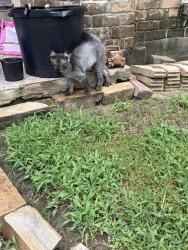 Found/Stray Female Cat last seen Neat work, Houston, TX 77070