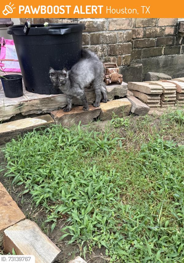 Found/Stray Female Cat last seen Neat work, Houston, TX 77070