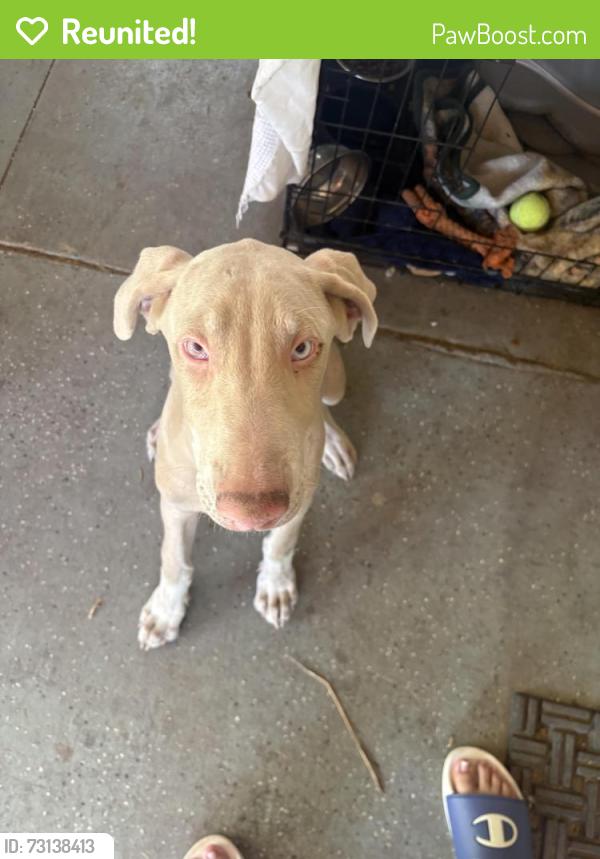 Reunited Male Dog last seen Anahurst and main, Santa Ana, CA 92707