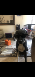 Reunited Female Dog last seen Babcock, San Antonio, TX 78240