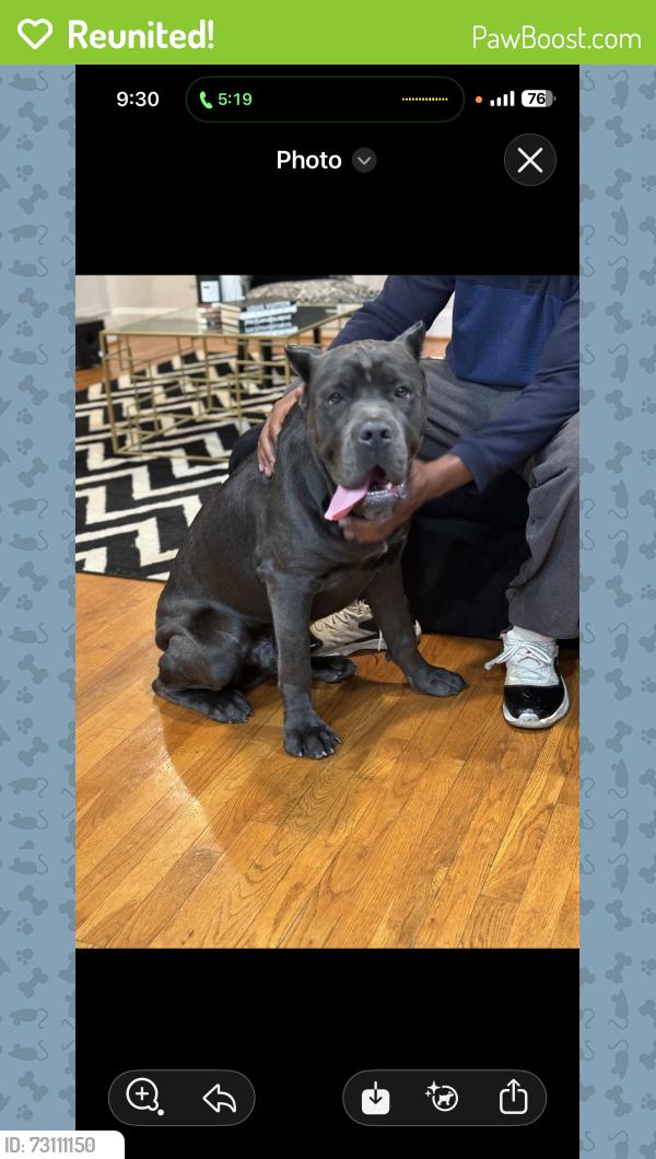 Reunited Male Dog last seen Near Maple Circle Adamsville, Adamsville, AL 35005