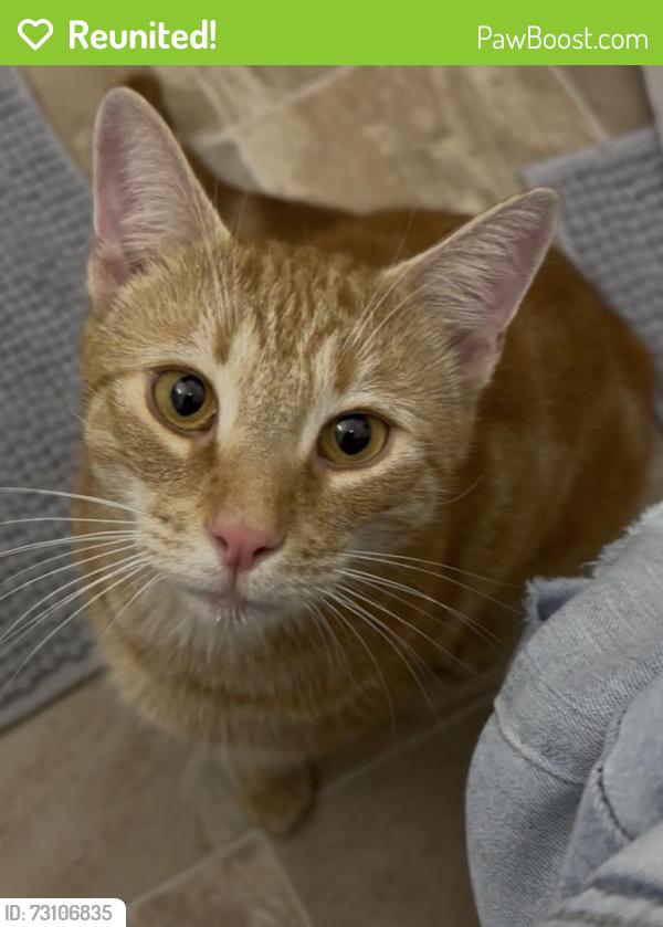 Reunited Male Cat last seen Hamilton st., Worcester, MA 01604