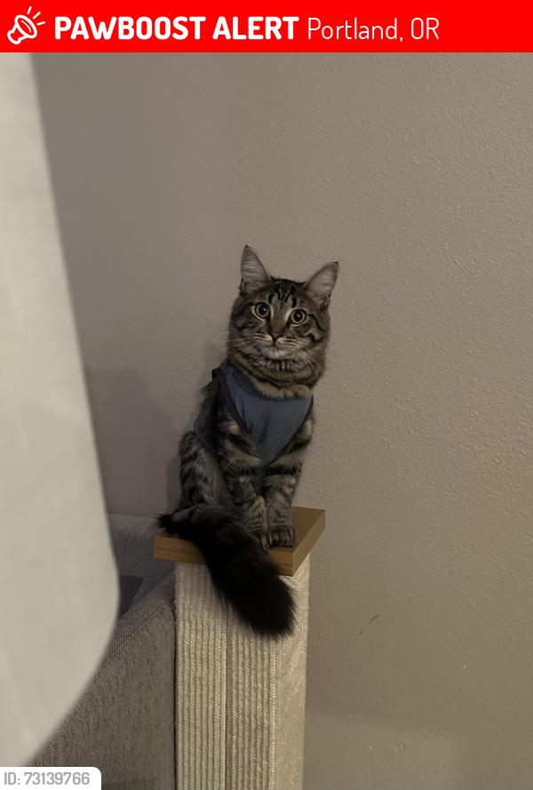 Lost Female Cat last seen SE Clatsop and SE 138th Dr, Portland, OR 97236