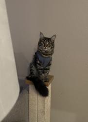 Lost Female Cat last seen SE Clatsop and SE 138th Dr, Portland, OR 97236