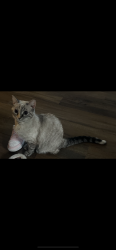 Lost Female Cat last seen Dominion middle ridge apmts near food lion. Could possibly walk to springwoods., Lake Ridge, VA 22192