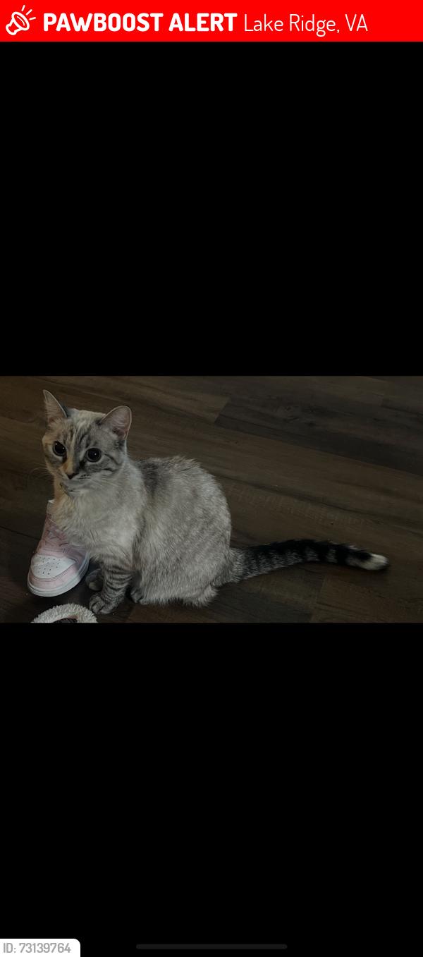 Lost Female Cat last seen Dominion middle ridge apmts near food lion. Could possibly walk to springwoods., Lake Ridge, VA 22192