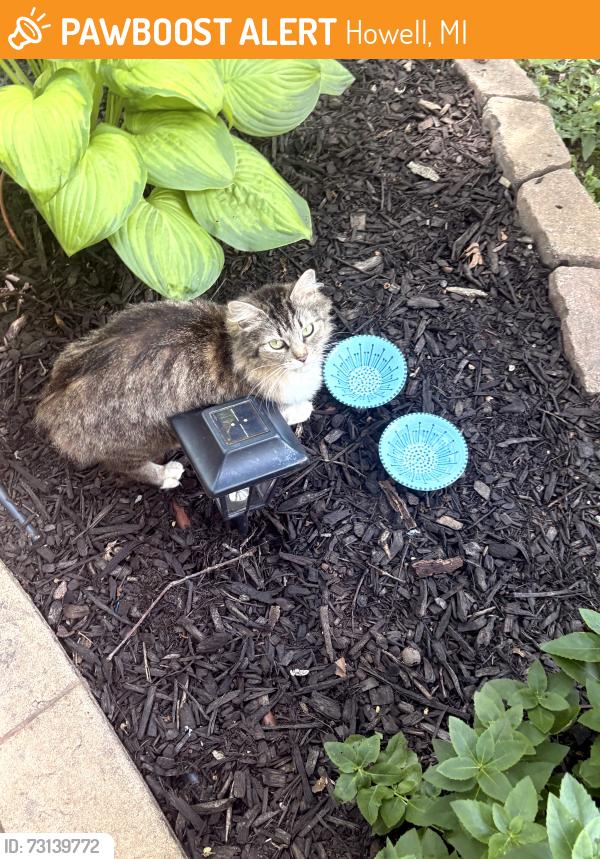 Found/Stray Unknown Cat last seen Hughes Rd and Maury Howell, MI, Howell, MI 48843