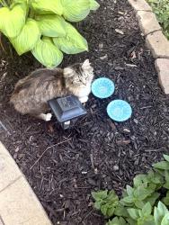 Found/Stray Unknown Cat last seen Hughes Rd and Maury Howell, MI, Howell, MI 48843