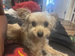 Reunited Female Dog last seen bellevue st, Tucson, AZ 85716