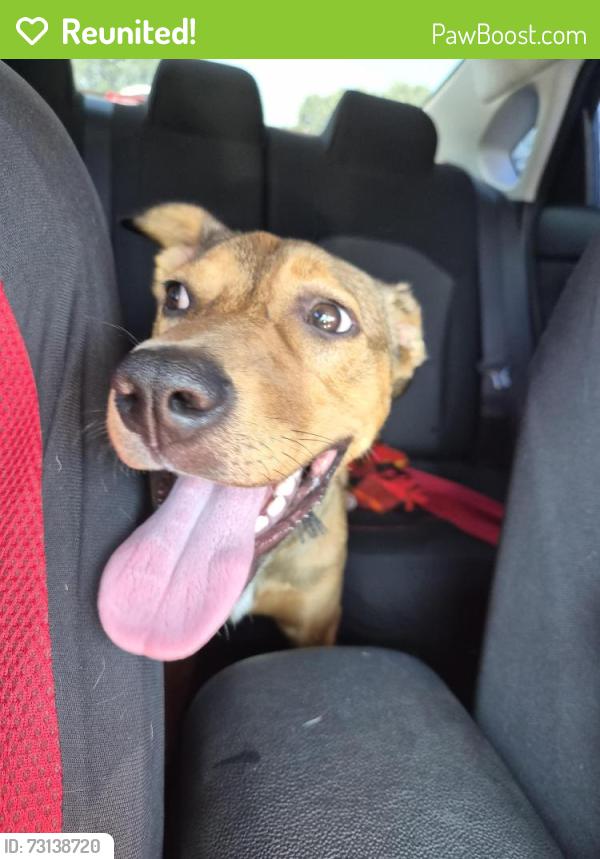 Reunited Female Dog last seen Round Lake Middle School, Round Lake Beach, IL 60073