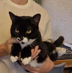 Lost Female Cat last seen Turner close, Eastbourne, Eastbourne, England 