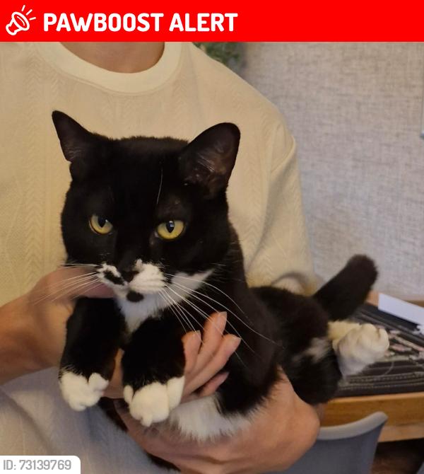 Lost Female Cat last seen Turner close, Eastbourne, Eastbourne, England 