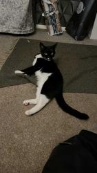 Reunited Male Cat last seen Dn159ye, Burton upon Stather, England DN15 9YE