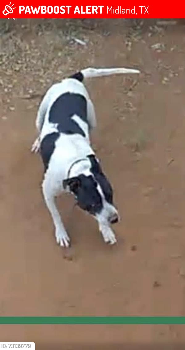 Lost Female Dog last seen Near Tanner dr, by garret brown park, Midland, TX 79703