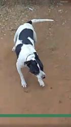 Lost Female Dog last seen Near Tanner dr, by garret brown park, Midland, TX 79703