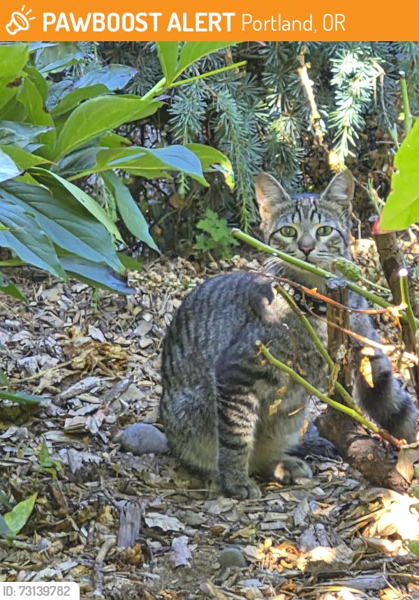 Found/Stray Unknown Cat last seen Ne 90th and Ne skidmore, Portland, OR 97220