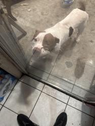 Lost Male Dog last seen Near shannon hills dr, Houston, TX 77099