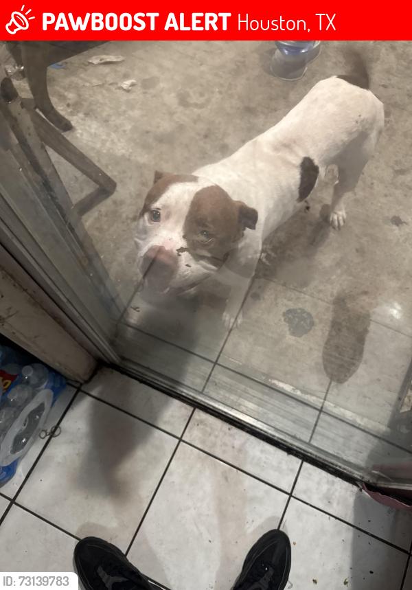 Lost Male Dog last seen Near shannon hills dr, Houston, TX 77099
