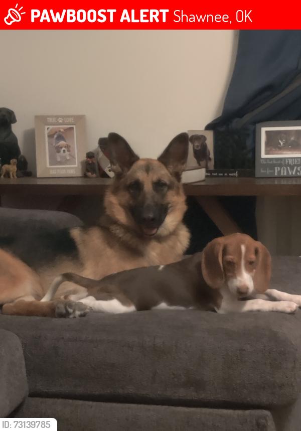 Lost Female Dog last seen Wallace and Pennslvania, Shawnee, OK 74801