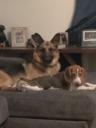 Lost Female Dog last seen Wallace and Pennslvania, Shawnee, OK 74801