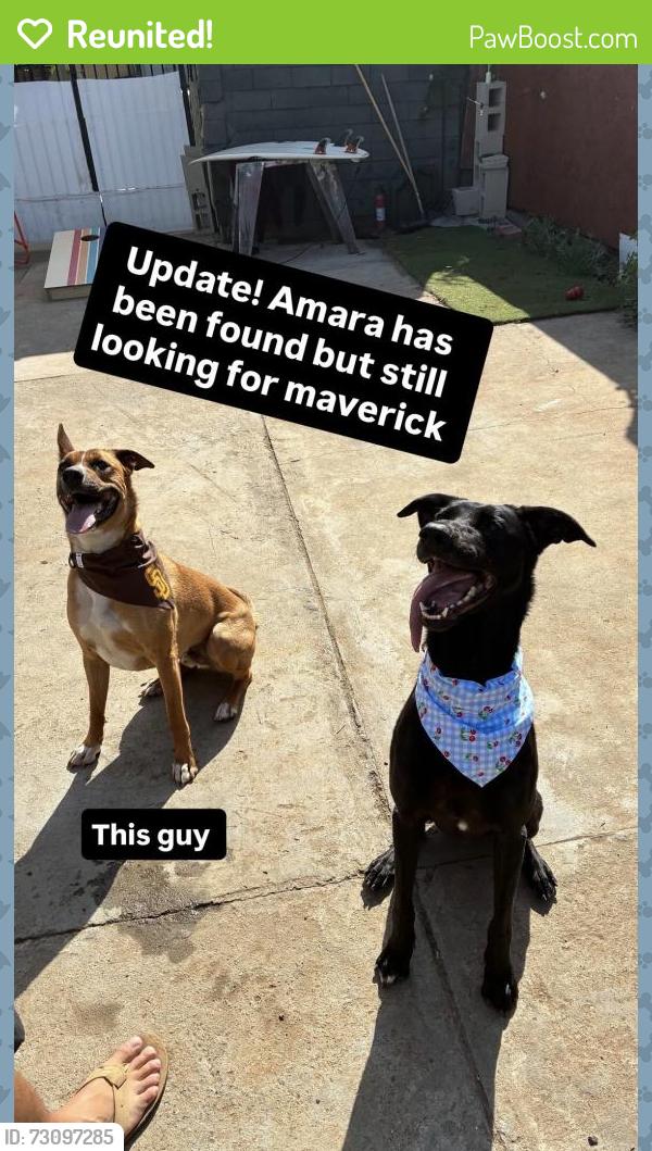 Reunited Male Dog last seen Sampson st, San Diego, CA 92113
