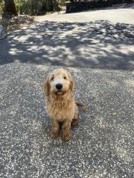 Reunited Male Dog last seen Big Cut Rd, El Dorado County, CA 95667