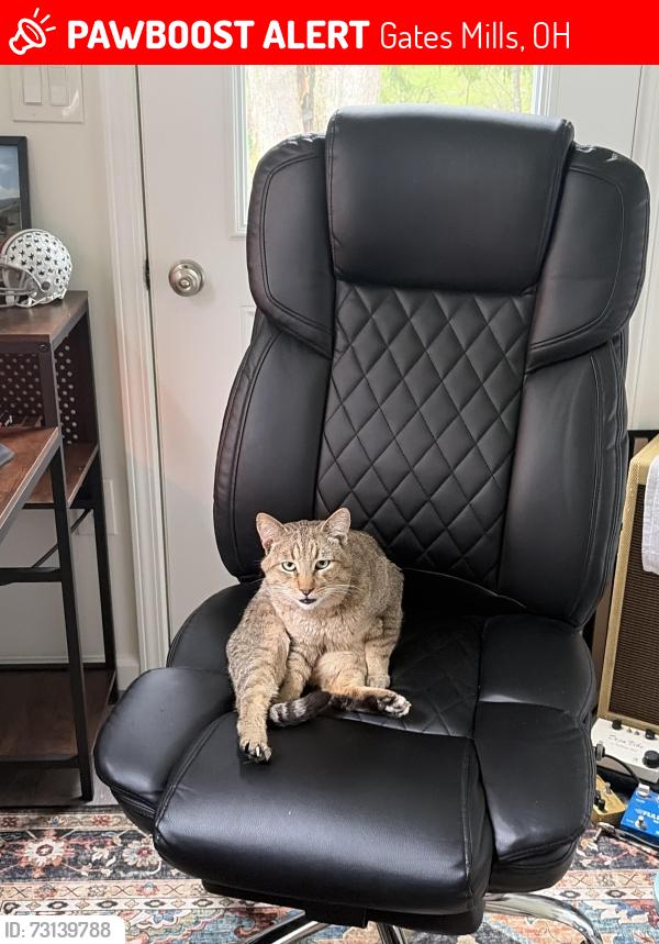 Lost Male Cat last seen Woodstock, Gates Mills, OH 44040