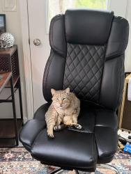 Lost Male Cat last seen Woodstock, Gates Mills, OH 44040