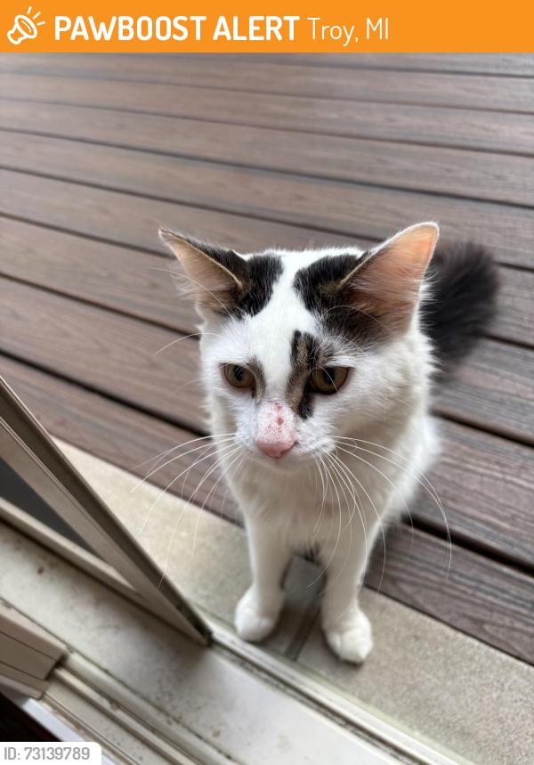 Found/Stray Male Cat last seen Beach and Long Lake, Troy, MI 48098
