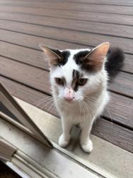 Found/Stray Male Cat last seen Beach and Long Lake, Troy, MI 48098