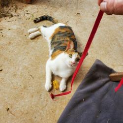 Reunited Female Cat last seen Near NE 85th St, Oklahoma City, OK 73114, USA, Oklahoma City, OK 73114