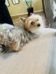 Lost Female Dog last seen w broadway, Mesa, AZ 85202