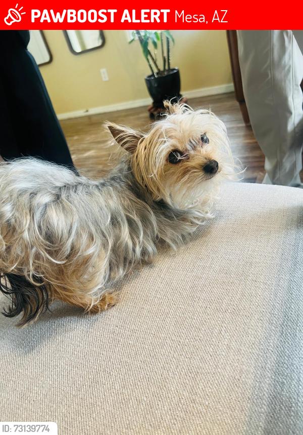 Lost Female Dog last seen w broadway, Mesa, AZ 85202