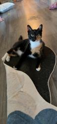 Reunited Female Cat last seen corinth parkway, Corinth, TX 76210