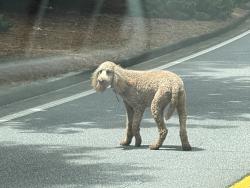 Found/Stray Unknown Dog last seen Running Deer Parkway near Picabo, Woodstock, GA 30189