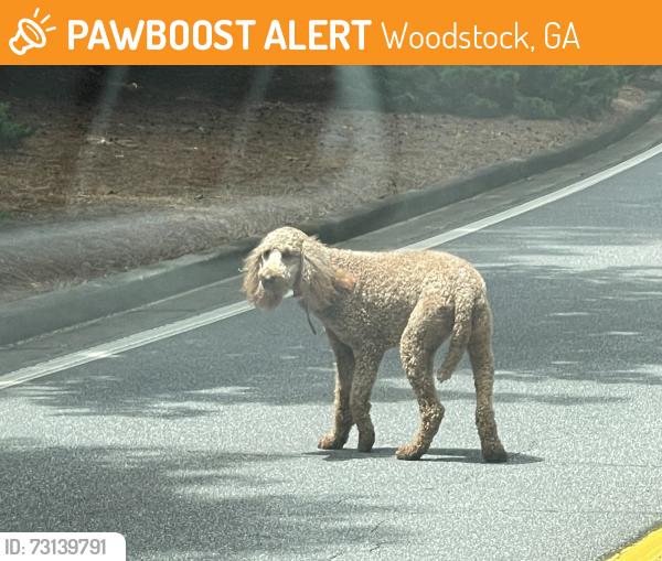 Found/Stray Unknown Dog last seen Running Deer Parkway near Picabo, Woodstock, GA 30189