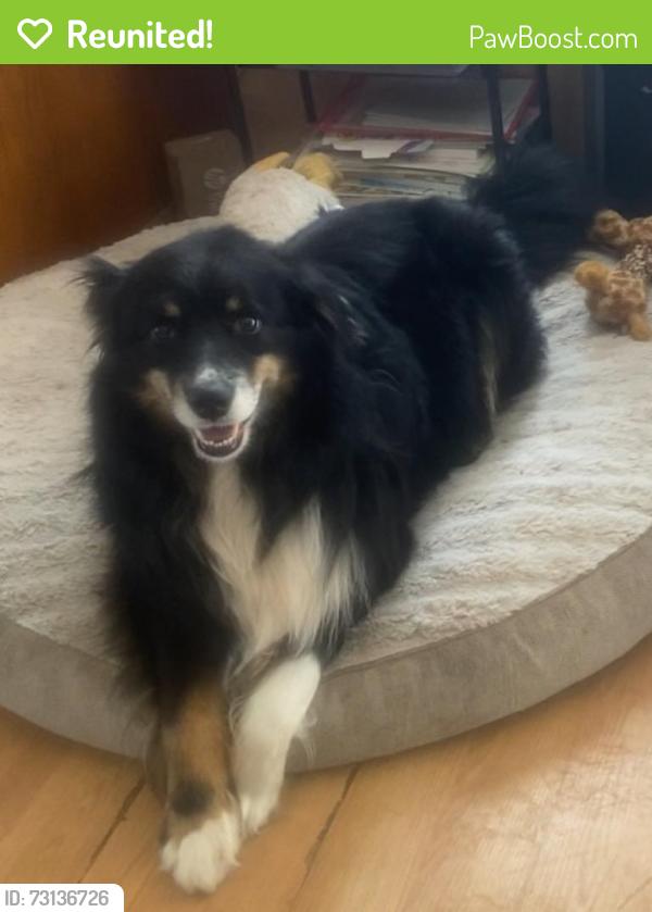Reunited Male Dog last seen Dan mini school, Vallejo, CA 94589
