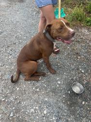 Found/Stray Male Dog last seen Nun at & S 17th St, Wilmington, NC 28401
