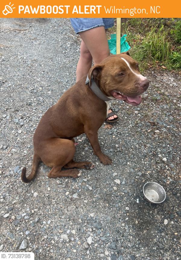 Found/Stray Male Dog last seen Nun at & S 17th St, Wilmington, NC 28401